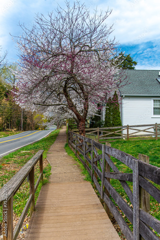 cherry blossom trees along the road under the blue sky. cherry blossom trees along the road under the blue sky.