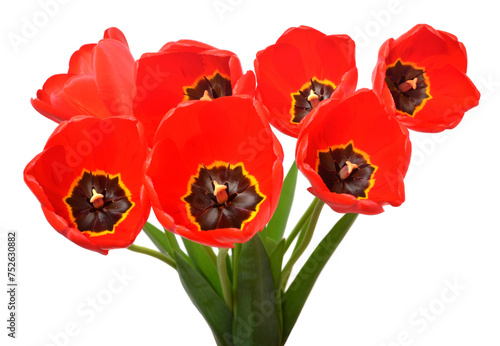 Bouquet red tulips flowers isolated on white background. Beautiful composition for advertising and packaging design in the garden business. Flat lay  top view