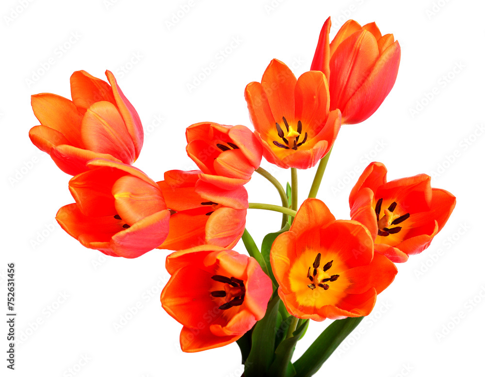 Bouquet orange tulips flowers isolated on white background. Still life, wedding. Flat lay, top view Bouquet orange tulips flowers isolated on white background. Still life, wedding. Flat lay, top view