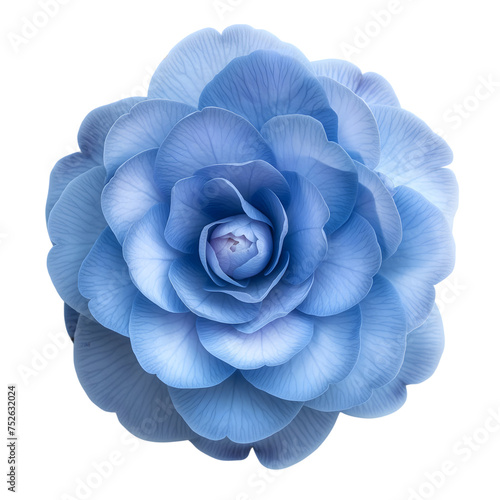 Blue Camellia flower isolated on transparent background generative ai