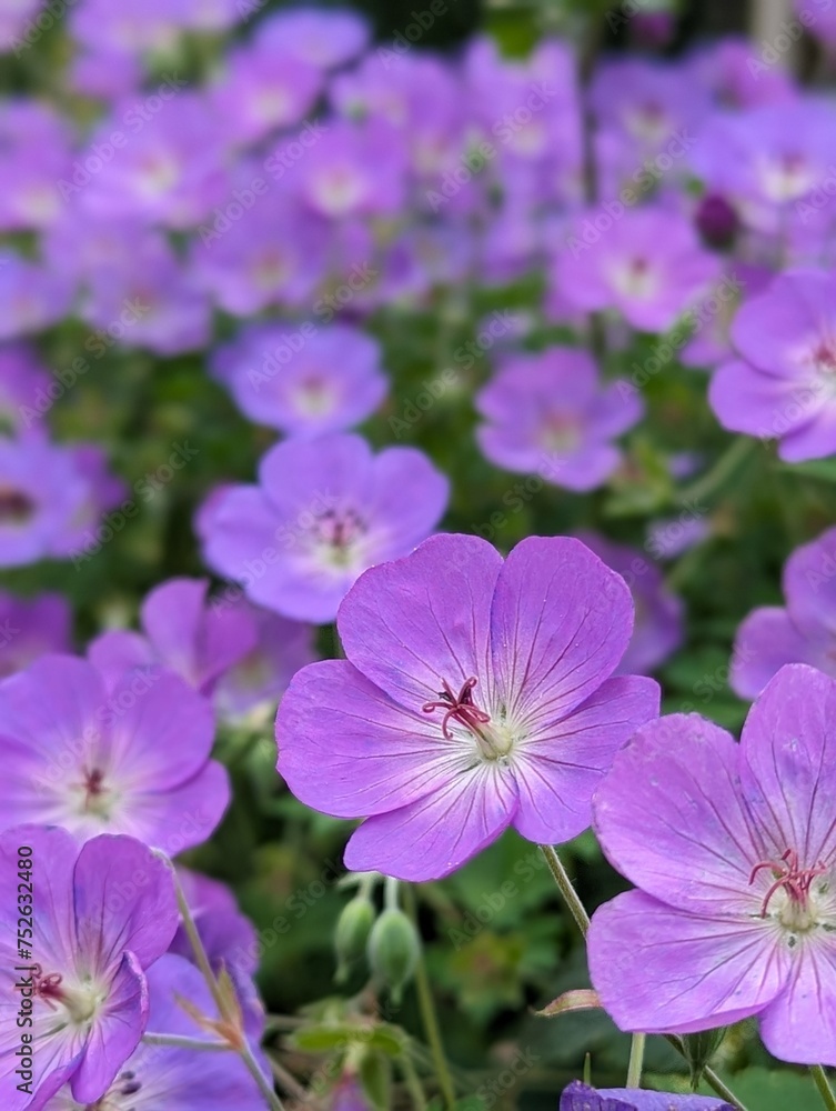 delicate wildflowers on a sunny day, background delicate wildflowers on a sunny day, background