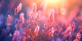 colorful grass in the lawn in the rays of the sunset A field filled with rows of lavender plants in full bloom with their fragrant purple flowers swaying gently in the breeze.