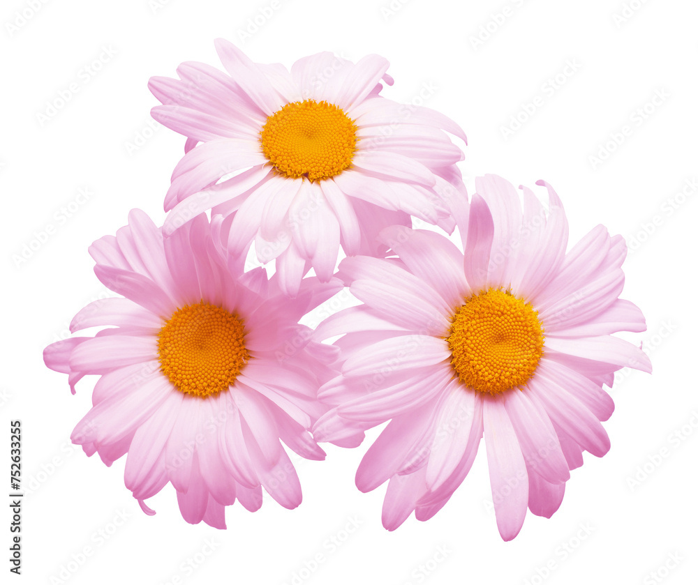 Three pink daisy head flower isolated on white background. Flat lay, top view. Floral pattern, object