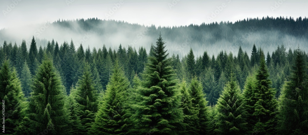 The image showcases a dense forest in Šumava, Czech Republic, brimming with vibrant green spruce trees. The forest appears lush and full of life, with a canopy of foliage covering the sky.