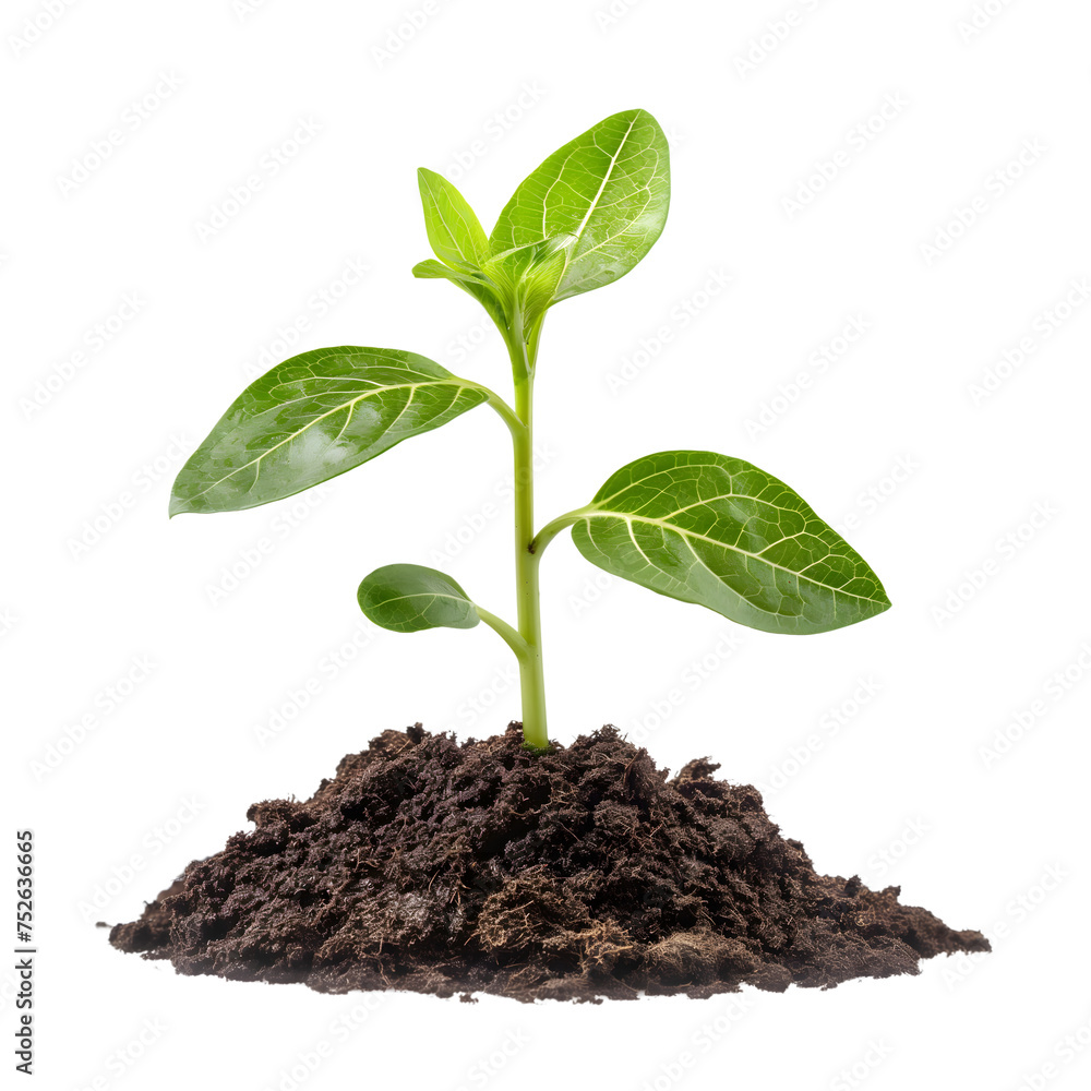 young plant sprout growing from soil isolated on transparent background generative ai young plant sprout growing from soil isolated on transparent background generative ai