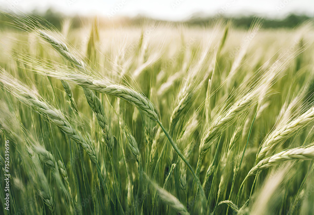 green wheat field green wheat field