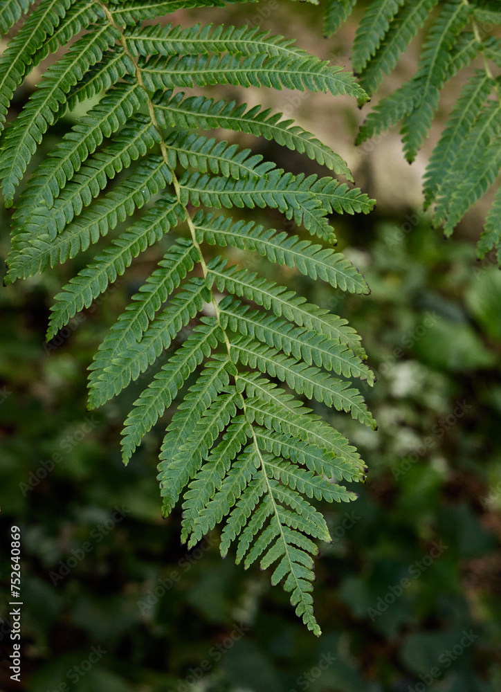 Fototapeta premium Fern leaves in the forest. Nature background. Close up.