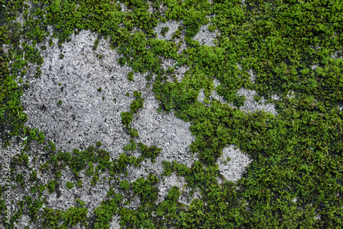 Green moss on old concrete wall texture. Abstract background and texture for design.