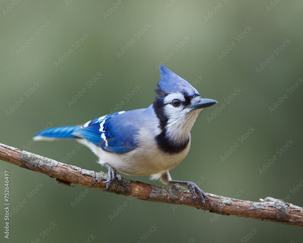 Blue Jay, Cyanocitta cristata, perched in front of a natural background Blue Jay, Cyanocitta cristata, perched in front of a natural background