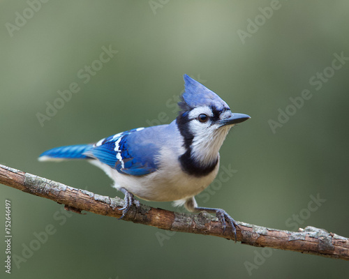 Blue Jay, Cyanocitta cristata, perched in front of a natural background