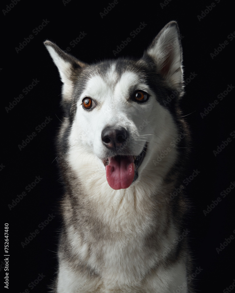 Intense gaze of a Siberian Husky dog emerges from the darkness, highlighting its sharp features and soulful eyes. 