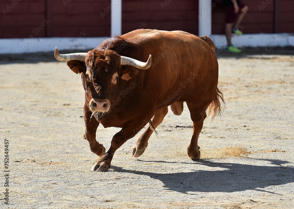 spanish bull with big horns in the bullring arena spanish bull with big horns in the bullring arena