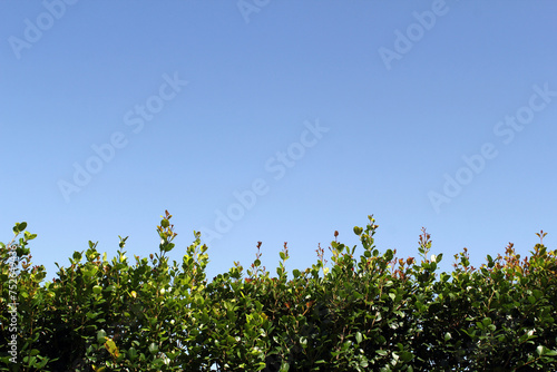 Lily pilly hedge plant against a clear blue sky background photo