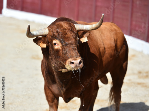spanish brown bull with big horns in spain in a traditional spectacle of bullfight