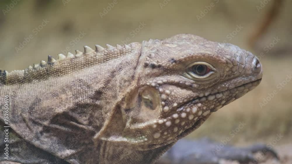 Macro photography of a dragon lizards head resting on a stone Macro photography of a dragon lizards head resting on a stone
