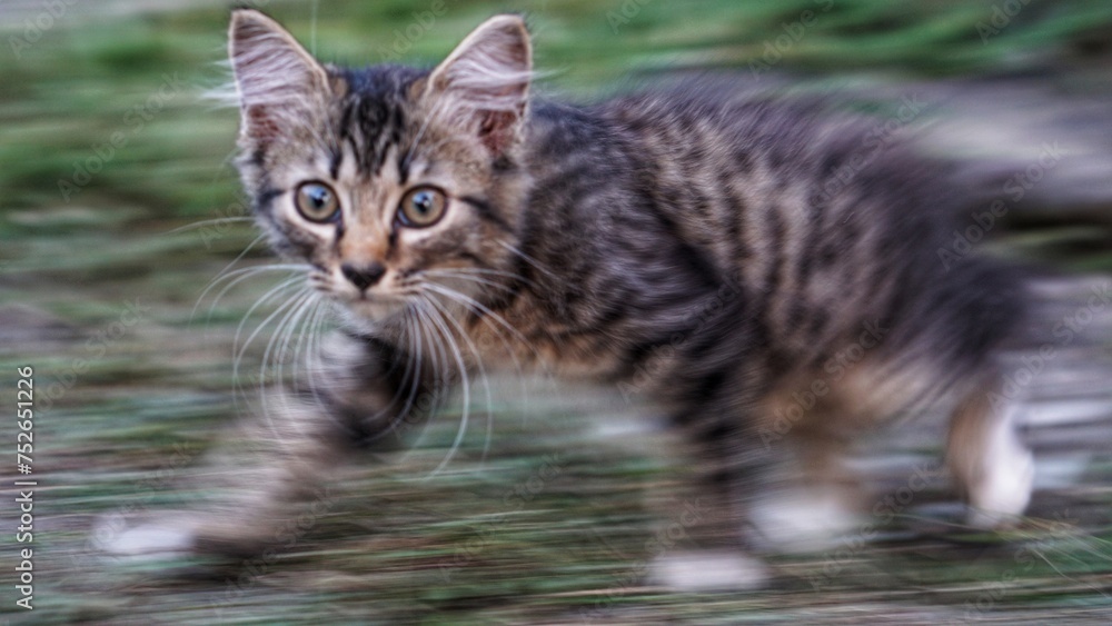 Cute kitten with blur background. The cute cat