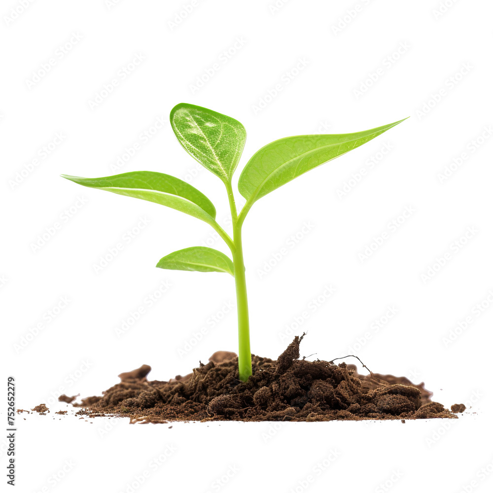Green Sprout Growing Isolated With PNG Image Vector Illustration Green Sprout Growing Isolated With PNG Image Vector Illustration