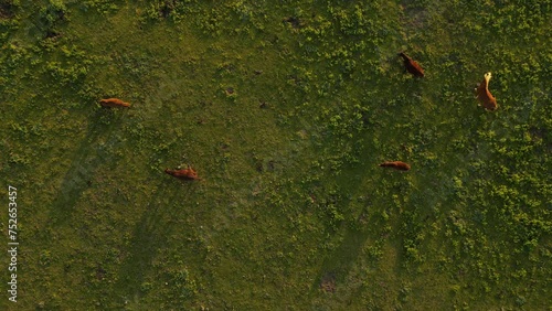 Wild Horse Herd Grazing in Kizilirmak Delta in Samsun Province of Turkey 4K Stock Video photo