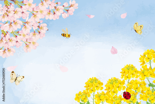 水彩で描いた菜の花と桜の背景