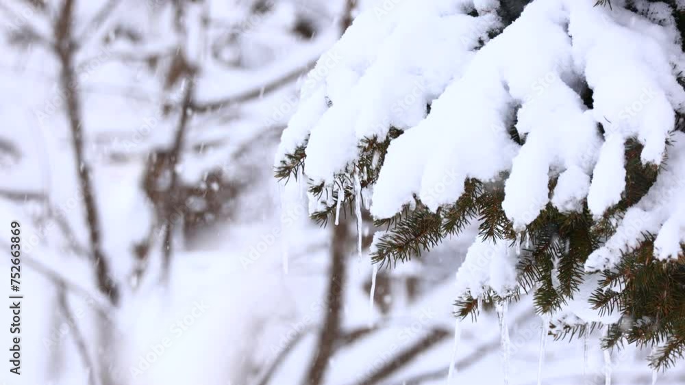 北海道の森林 冬の風景 雪景色 トドマツ 北海道の森林 冬の風景 雪景色 トドマツ