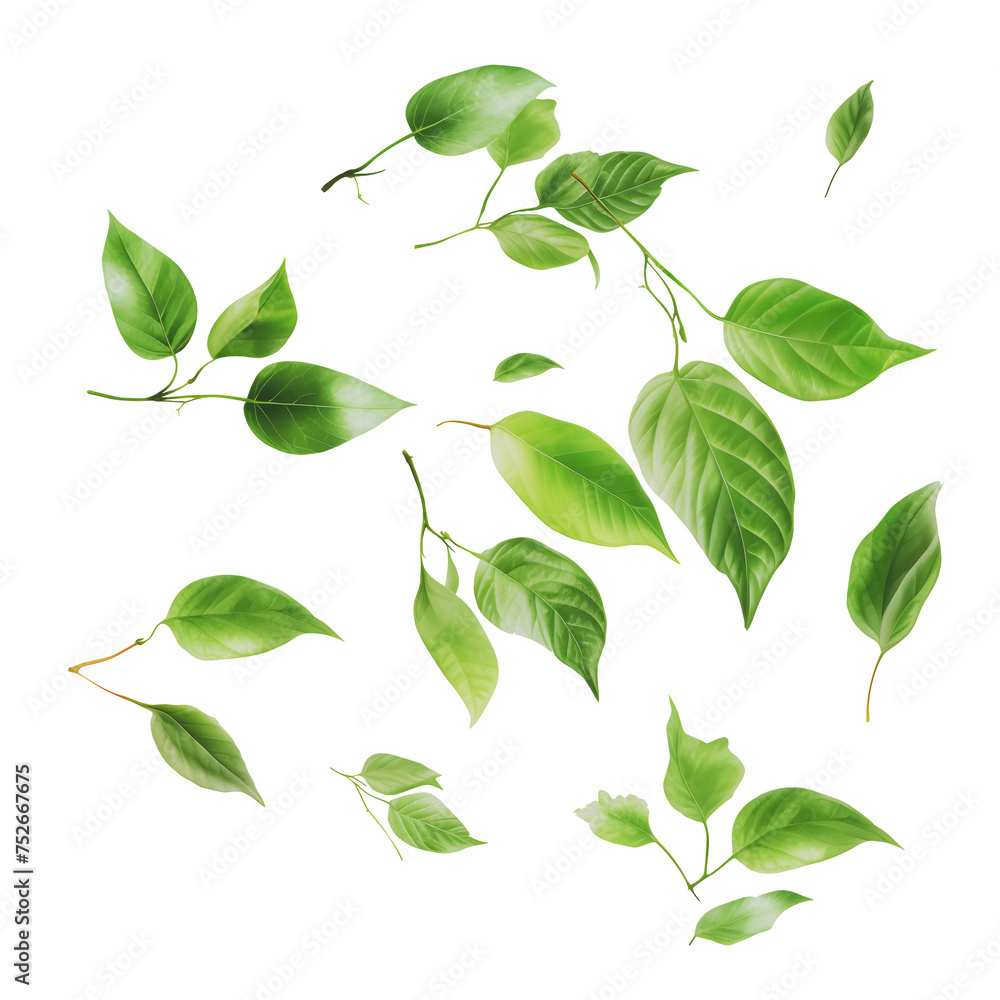 Naklejka premium Falling green leaves isolated on a white background. Spring foliage .