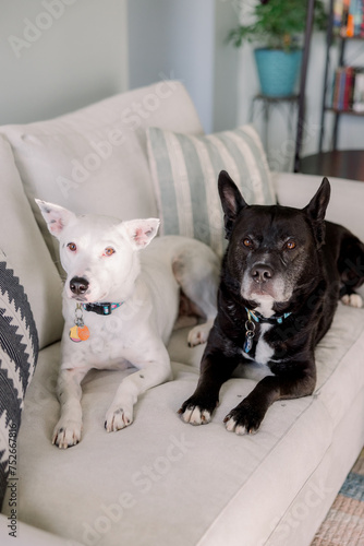 Two dogs sitting together on a white couch 