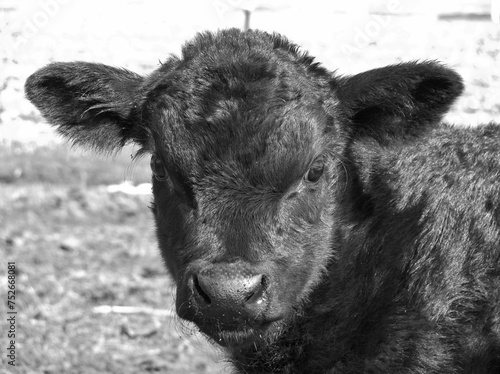 Black Angus bull calf in black and white