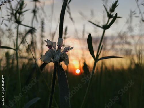 flower in the evening 