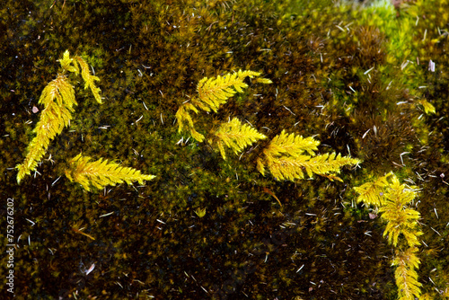 Yellow feather moss growing over darker mosses in Vernon, Connecticut. photo