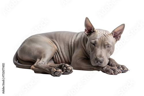 thai ridgeback dog on a transparent background