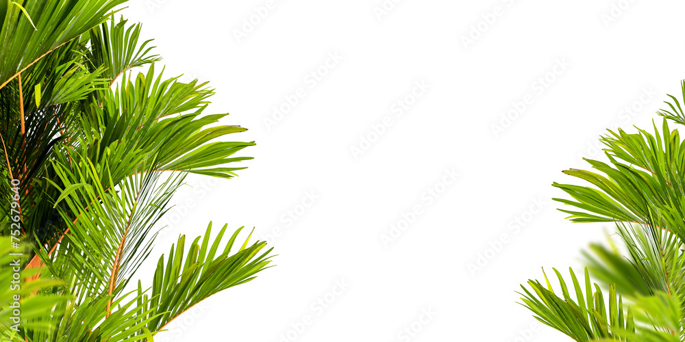 Close up green palm tree isolated on white background