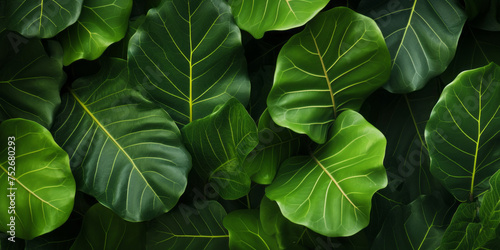 Tropical Fiddle Leaf Fig green leaves background, horizontal Top down view. close - up shot