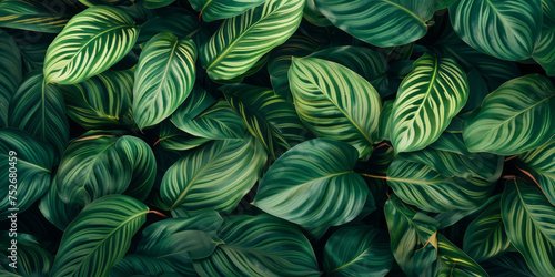 Tropical Calathea green leaves background, horizontal Top down view. close - up shot