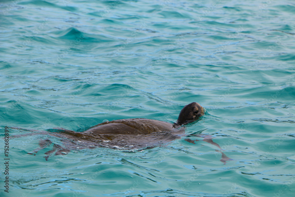 Obraz premium turtle swimming in the sea