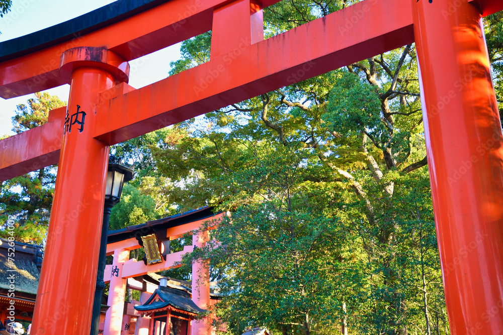 京都 伏見稲荷大社　美しい朱色の鳥居（京都府京都市）Kyoto Fushimi Inari Taisha Shrine, beautiful vermilion torii gates  (Kyoto City, Kyoto Prefecture, Japan)	

