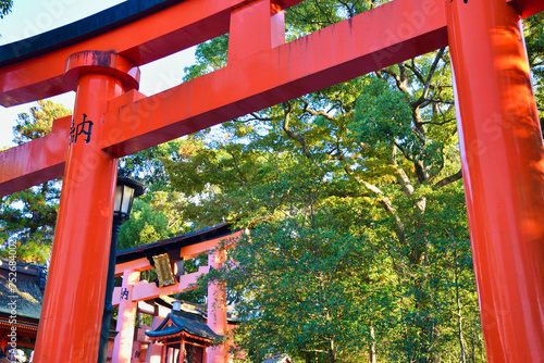                                                                            Kyoto Fushimi Inari Taisha Shrine  beautiful vermilion torii gates   Kyoto City  Kyoto Prefecture  Japan   