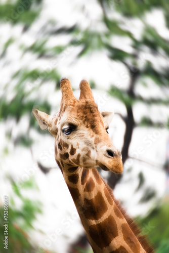 Canvas Print portrait of a giraffe