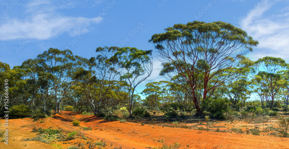 Kalgoorlie red desert in the Goldfields region of Western Australia