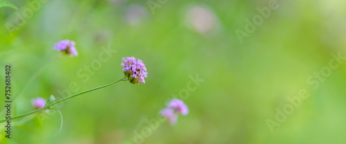 Closeup of mini purple flower under sunlight with copy space using as background natural green plants landscape, ecology wallpaper cover page concept.