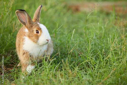 cute rabbit sitting and looking to something on the field