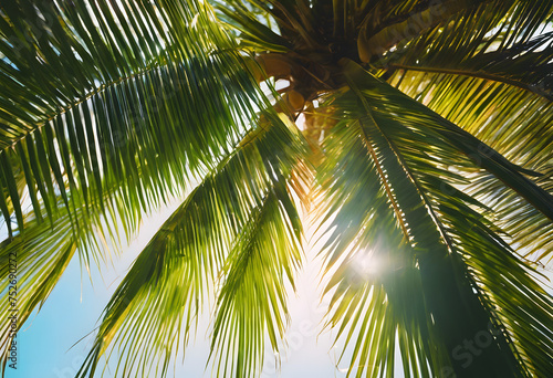 Tropical palm leaves against a sunny sky  creating a natural green canopy with sun flare.