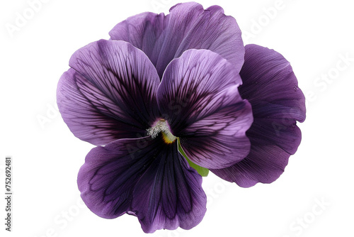 a black pansy with a purple pattern isolated on transparent background, png file