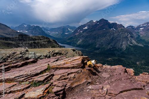 Marmot sitting on a rocky mountain top with view of deep lake filled valley and a mountain range, Scenic Point, Two Medicine, Glacier National Park, Montana photo