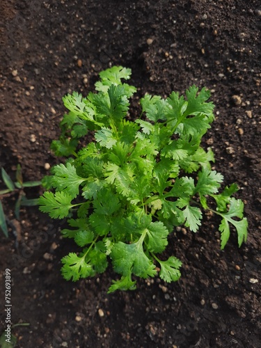 Vibrant green leaves of cilantro plant unfurling from the earth
