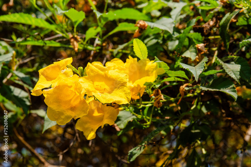 Beautiful yellow flower bush on the tree