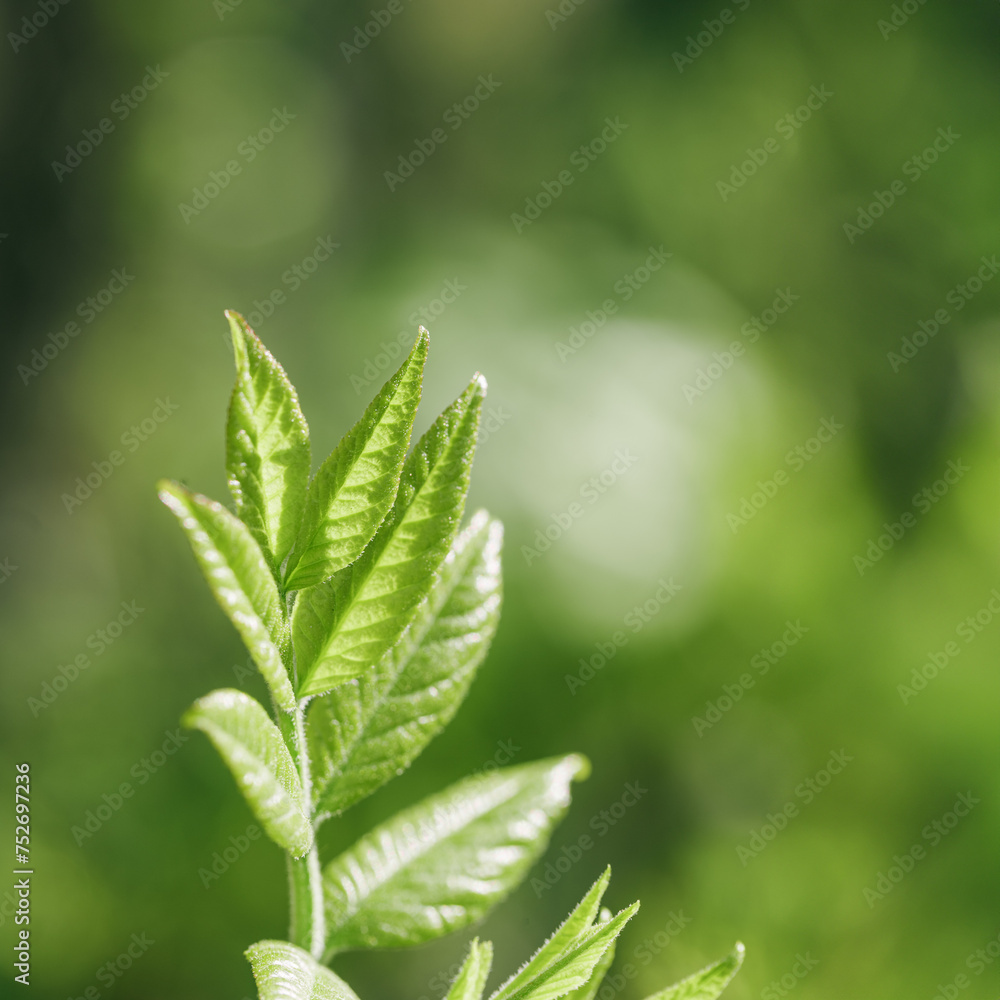 Fresh Green Maple Leaves at Sunlight, green yellow vibrant color spring nature blurred background, copy space, young leaf on branch tree, natural aesthetic soft focus landscape Fresh Green Maple Leaves at Sunlight, green yellow vibrant color spring nature blurred background, copy space, young leaf on branch tree, natural aesthetic soft focus landscape