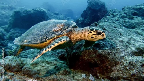 Close-up of hawksbill sea turtle swimming by rocky seabed at Mauritius