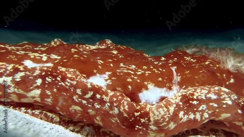 Close-up of clown shrimp swimming around Spanish dancer slug on seabed photo