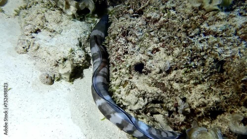 Hawaiian conger eel swims by stones and sand on seabed, close view