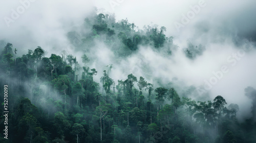 analogue still high angle shot of a foggy rain forest landscape © shiroi